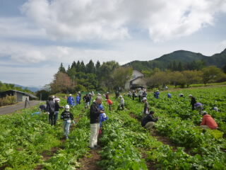 071021daikonsyuukaku (4).JPG