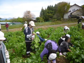 071021daikonsyuukaku (5).JPG