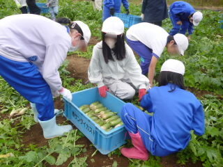 071021daikonsyuukaku (6).JPG