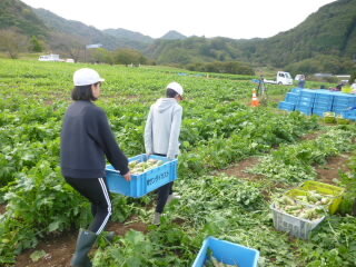 071021daikonsyuukaku (7).JPG