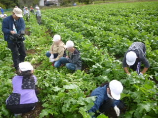 071021daikonsyuukaku (2).JPG