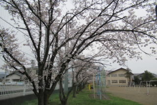 学校と桜.jpg