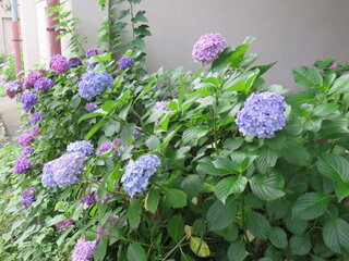 IMG_8292.JPG