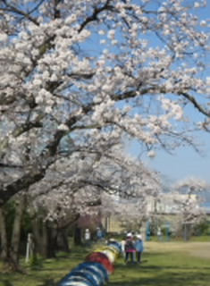 20200408kouteinosakura001.jpg