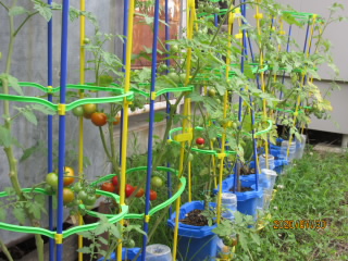 20200730tomato001.jpg