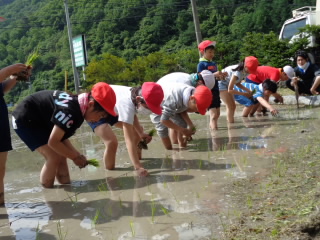 田植え (2).JPG