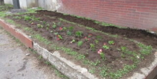 202507flower.jpg