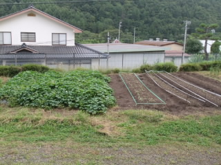 201909daikon001.jpg