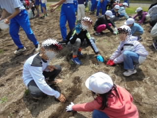 20230428jagaimo02.jpg