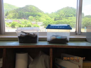 202405ikimono.jpg