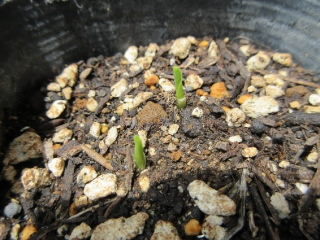 2402406popcorn.jpg