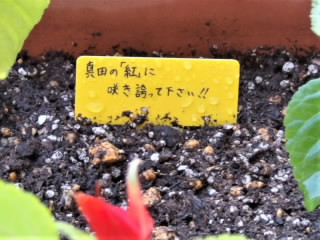r6060419.jpg
