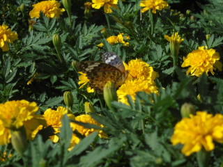 20200908kadan1.JPG