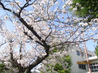 桜満開.JPG