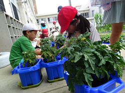 20250718-2.tomato1.png