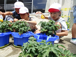 20250718-2.tomato2.png