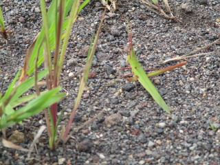 IMG_0389.JPG
