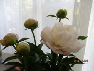 IMG_1160.JPG