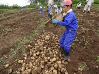 20190718jagaimosyukaku002.JPG