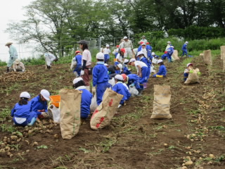 20190718jagaimosyukaku003.JPG