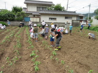 20190708daizu1.JPG