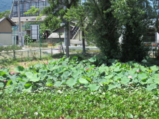 20190710hasu1.JPG