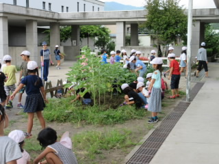 20190827kusatori2.JPG