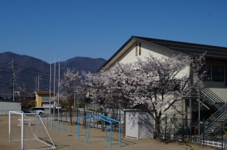 202004sakura005.JPG