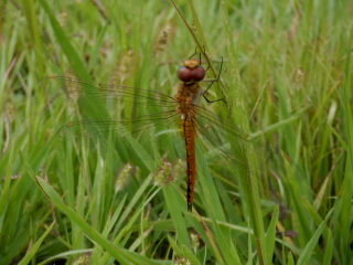 DSCF1921.JPG