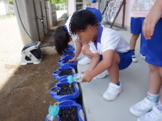 202405asagao01.jpg