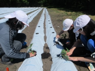 20240621hatake6003.jpg