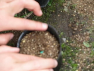 20240702edamame004.jpg