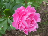 DSCF8193.JPG