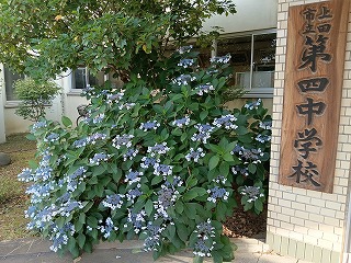 240000_ajisai1.jpg