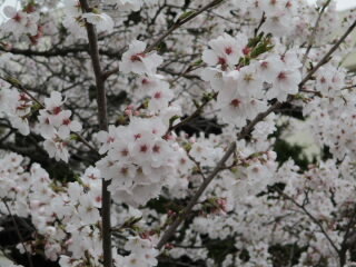 sakuraup.JPG