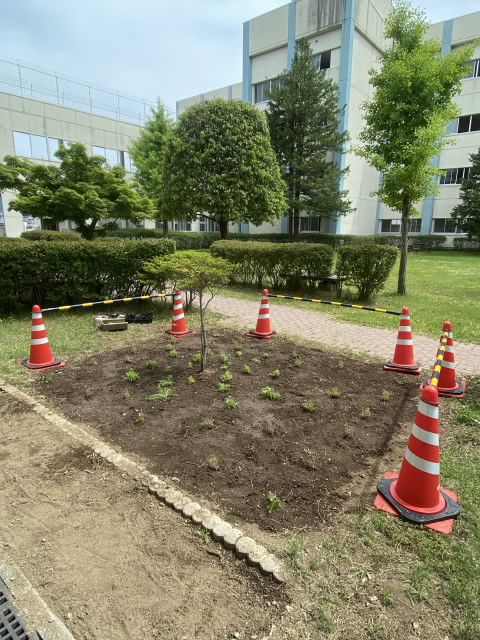 kokia.JPG