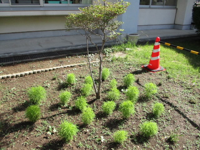 kokia15days.JPG