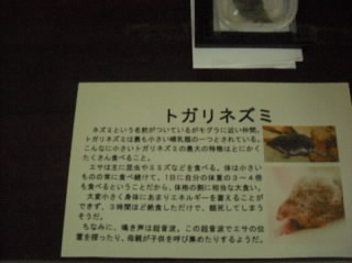 mijikarika93.jpg