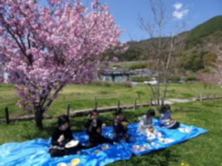 20230512_2nenohanami.jpg