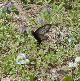 DSCN1973(トリミング）.jpg