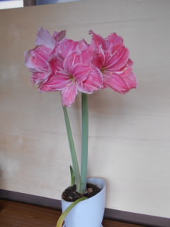 DSCN1979.JPG