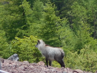 kamosika5011.jpg