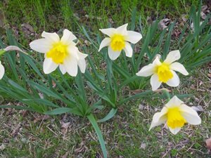 ４月の花⑥HP用.JPG