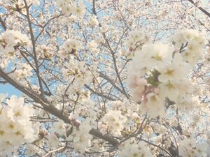 ４月の花②HP用.JPG