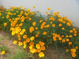 5月の花⑥HP用.JPG