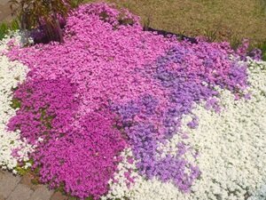 ４月の花⑤HP用.JPG