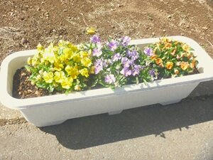 ４月の花⑦HP用.JPG