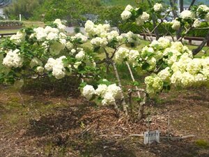 5月の花③HP用.JPG