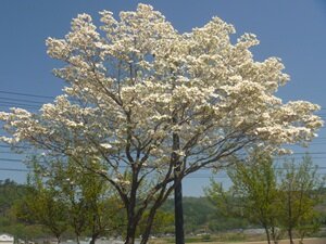 ４月の花⑧HP用.JPG