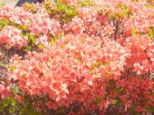 ４月の花④HP用.JPG